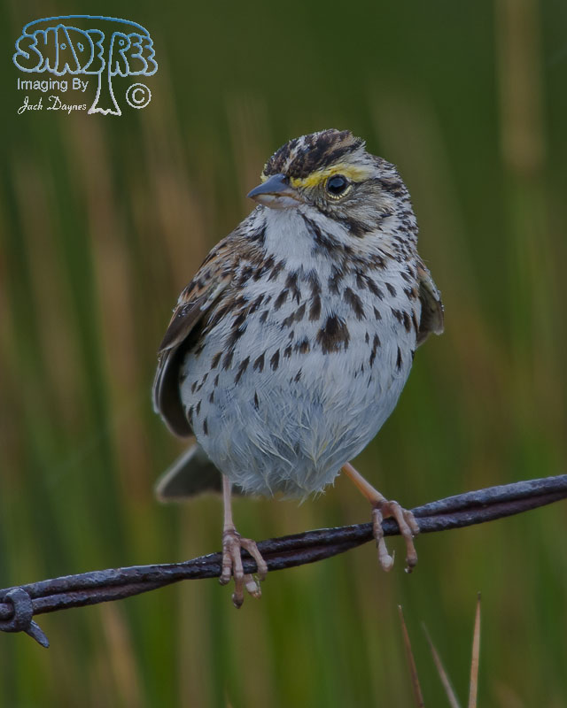 Savannah Sparrow - Passerculus sandwichensis