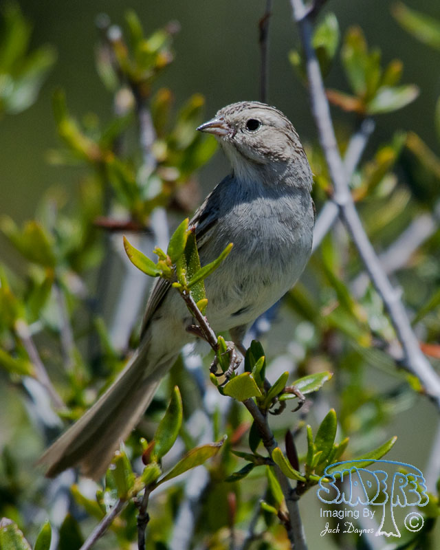 Brewer's Sparrow - Spizella breweri