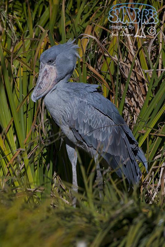 Shoe-Billed Stork - Balaeniceps rex