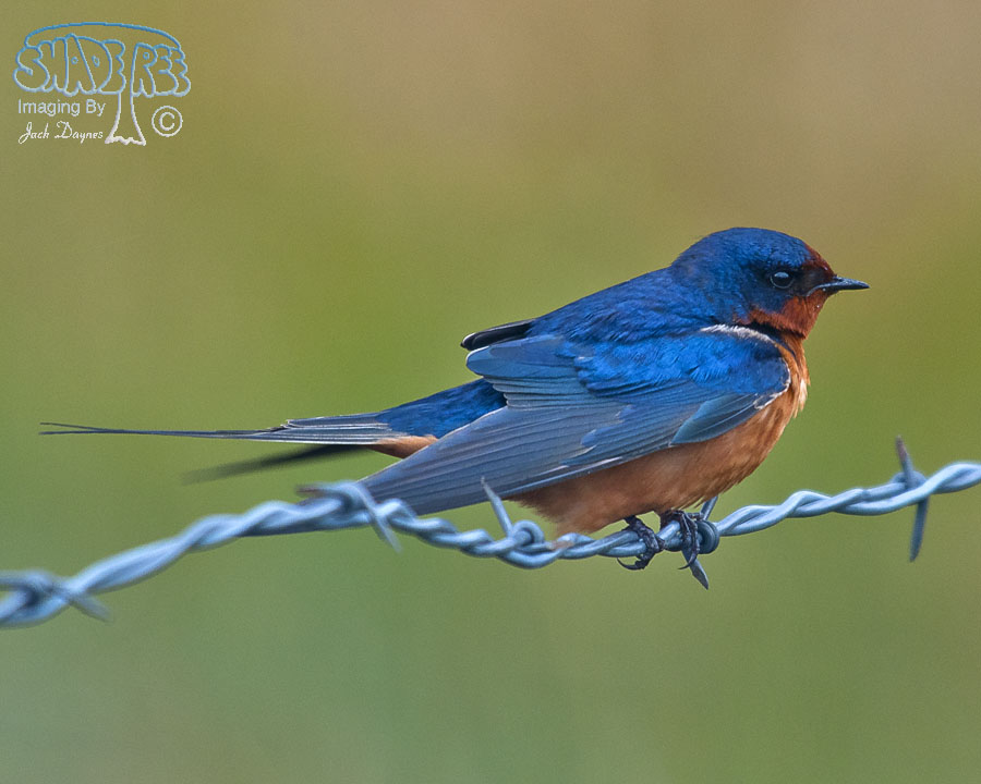 Barn Swallow - Hirundo rustica