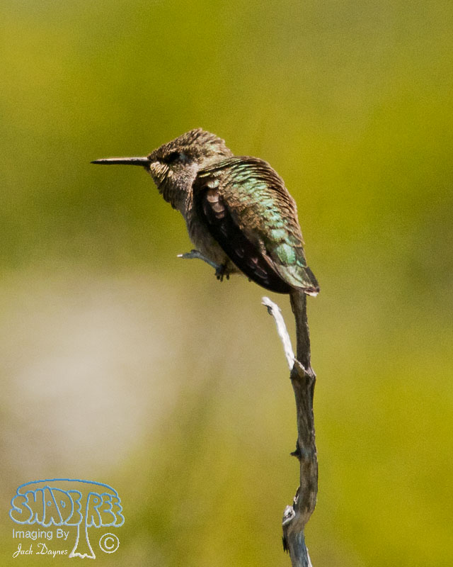 Calliope Hummingbird - Selasphorus calliope