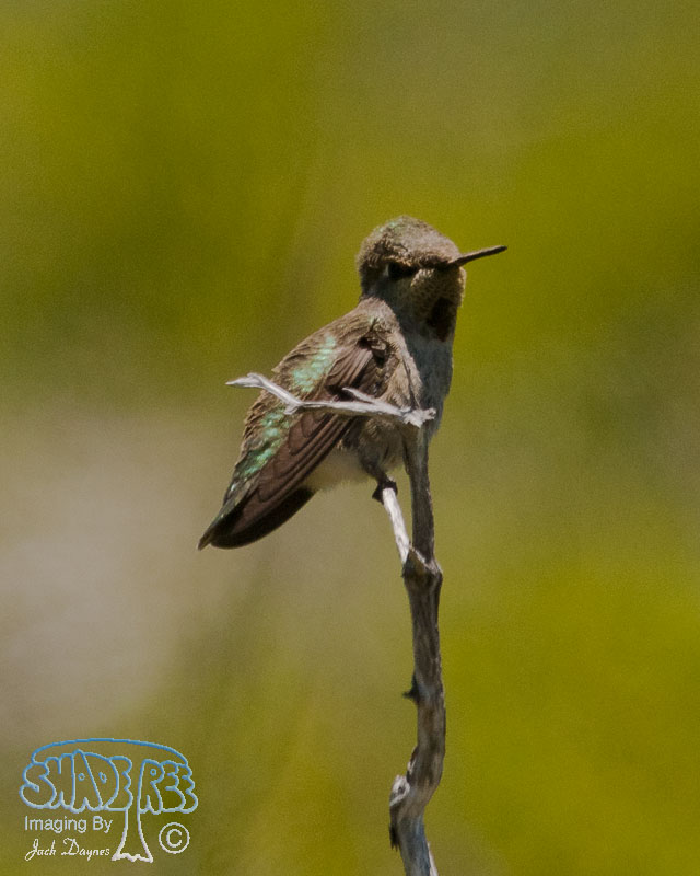 Calliope Hummingbird - Selasphorus calliope