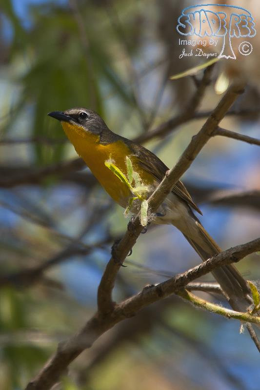 Yellow-Breasted Chat - Icteria virens