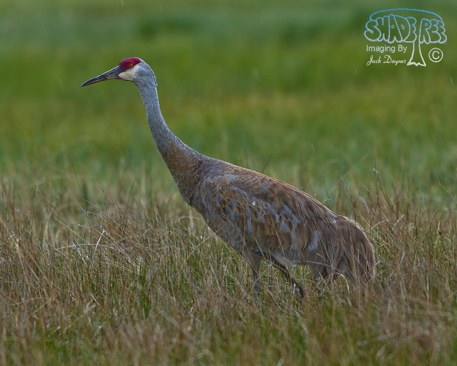 Sandhill Crane - Antigone canadensis