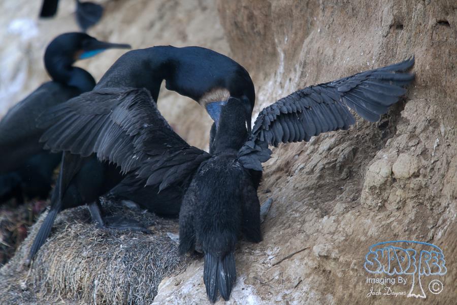 Brandt's Cormorant - Phalacrocorax penicillatus