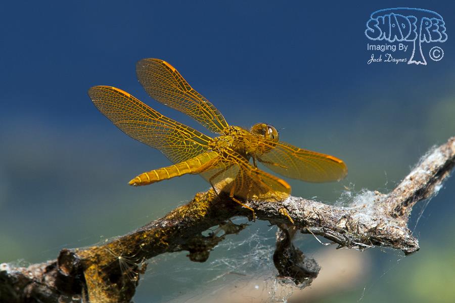 Mexican Amberwing - Perithemis intensa