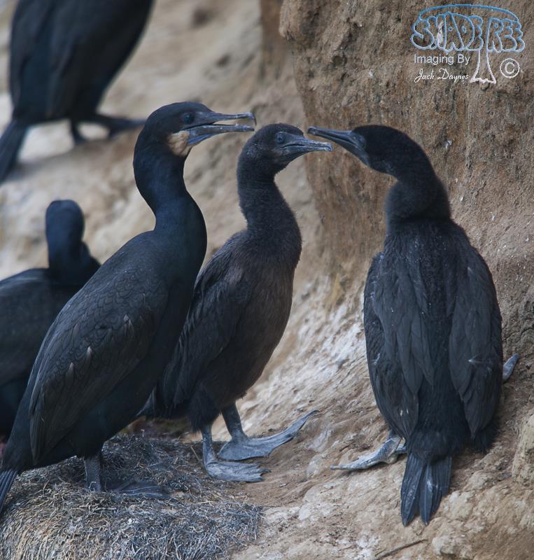 Brandt's Cormorant - Phalacrocorax penicillatus