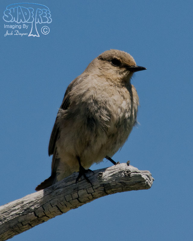 Mountain Bluebird - Sialia currucoides