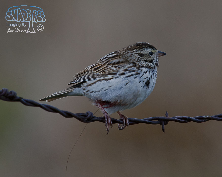 Savannah Sparrow - Passerculus sandwichensis