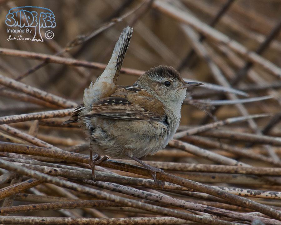 Marsh Wren - Cistothorus palustris