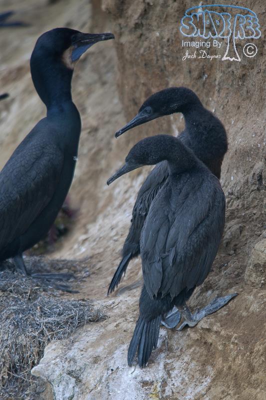 Brandt's Cormorant - Phalacrocorax penicillatus