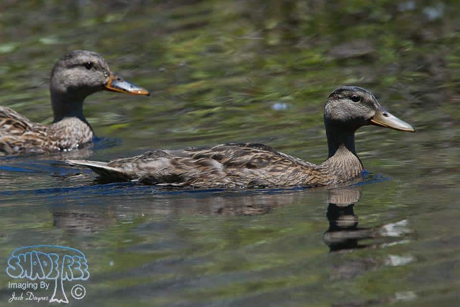 Mallard - Anas platyrhynchos