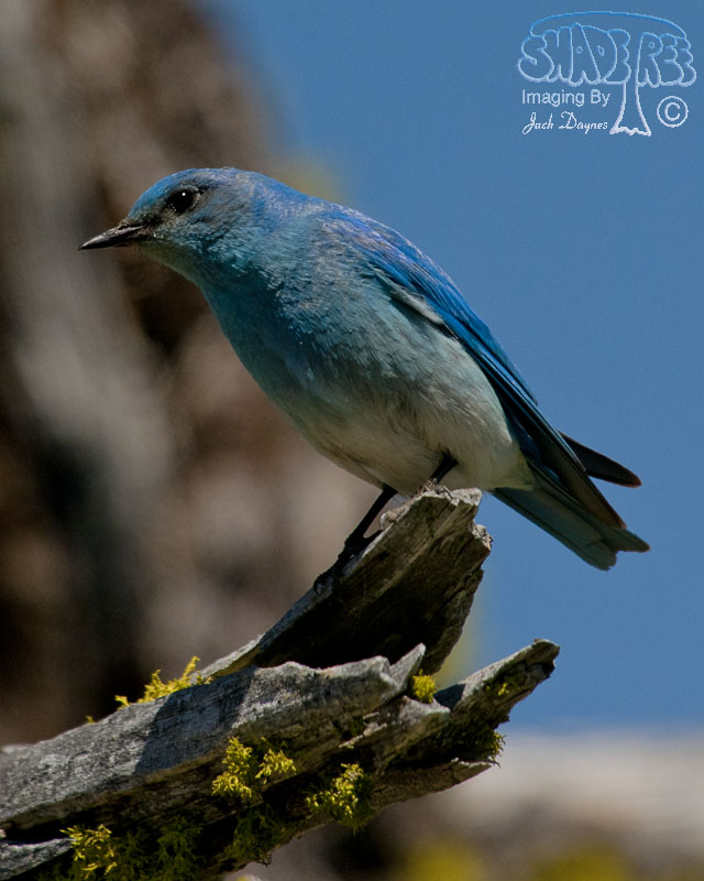Mountain Bluebird - Sialia currucoides