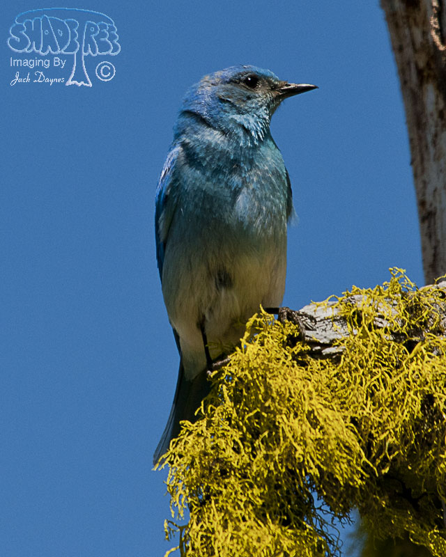 Mountain Bluebird - Sialia currucoides