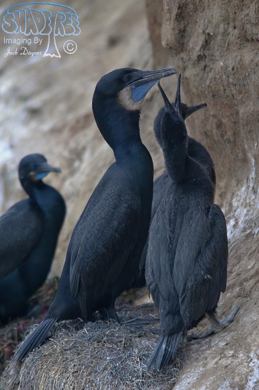 Brandt's Cormorant - Phalacrocorax penicillatus