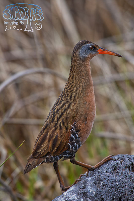 Virginia Rail - Rallus limicola