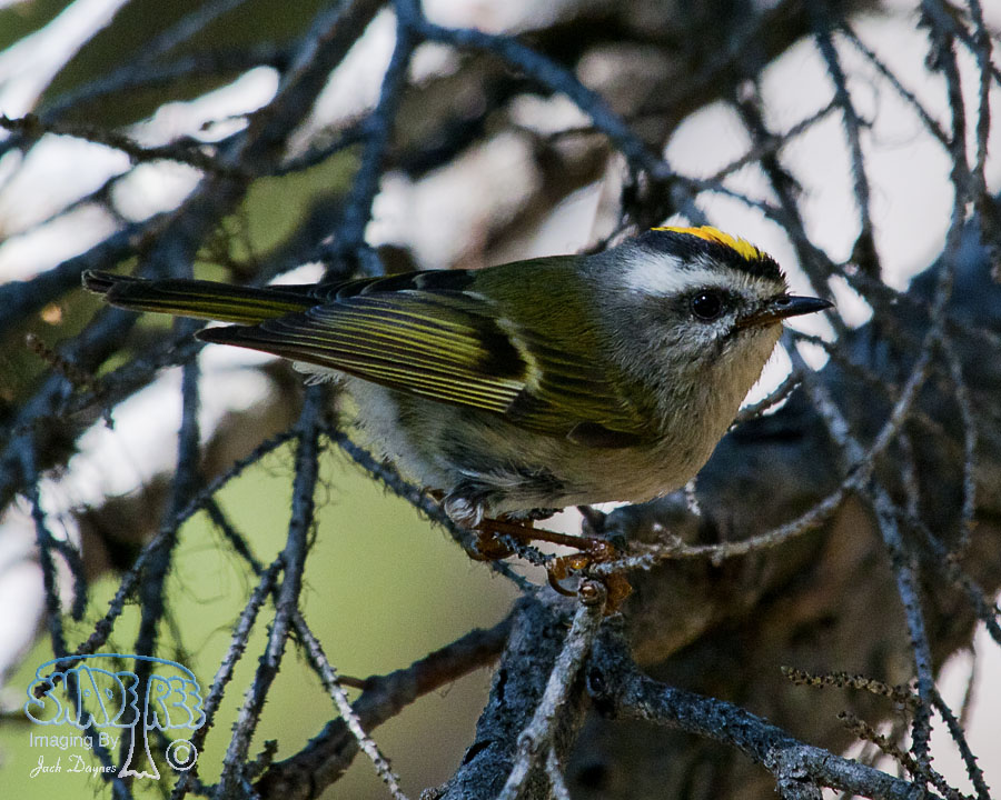 Golden-Crowned Kinglet - Regulus satrapa