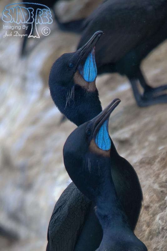 Brandt's Cormorant - Urile penicillatus