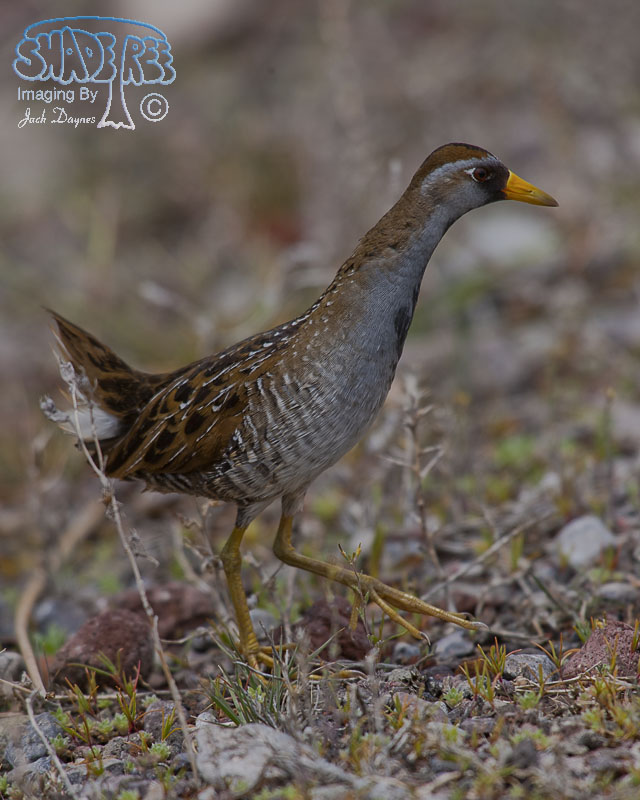 Sora - Porzana carolina
