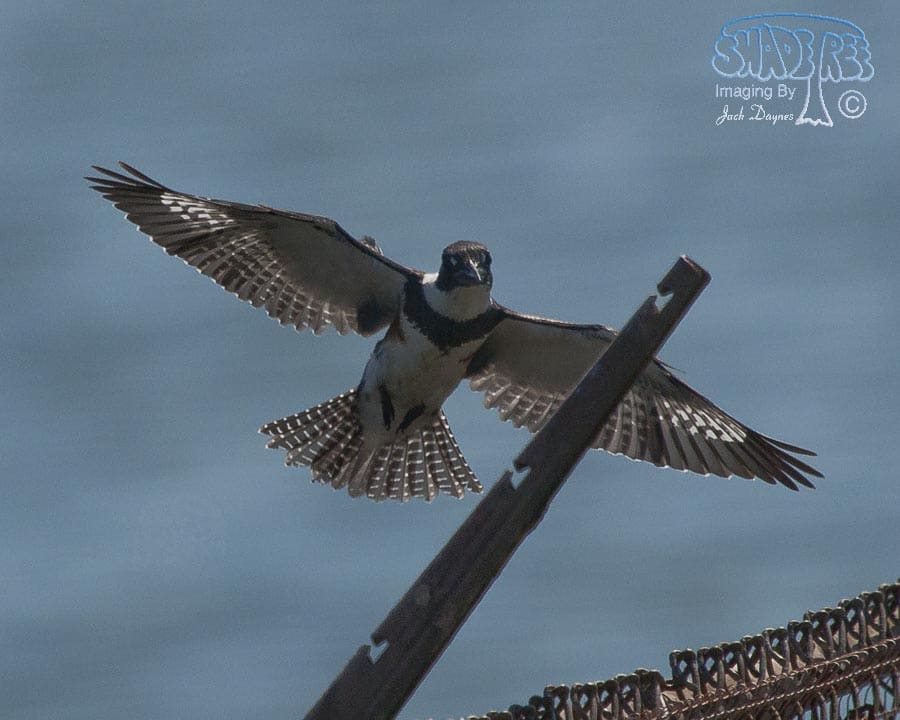 Belted Kingfisher - Ceryle alcyon