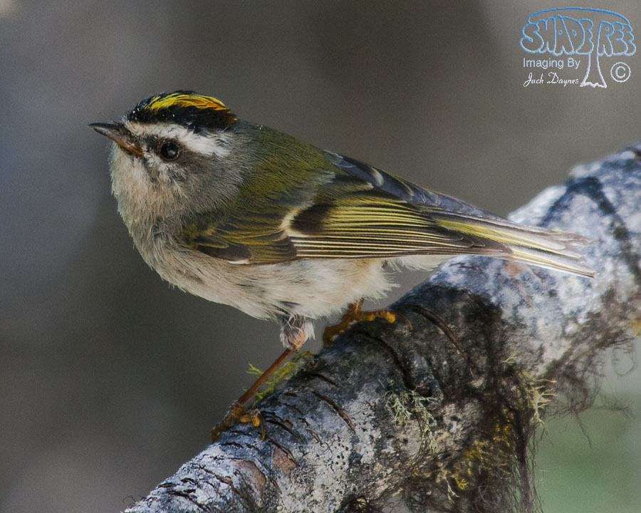 Golden-Crowned Kinglet - Regulus satrapa