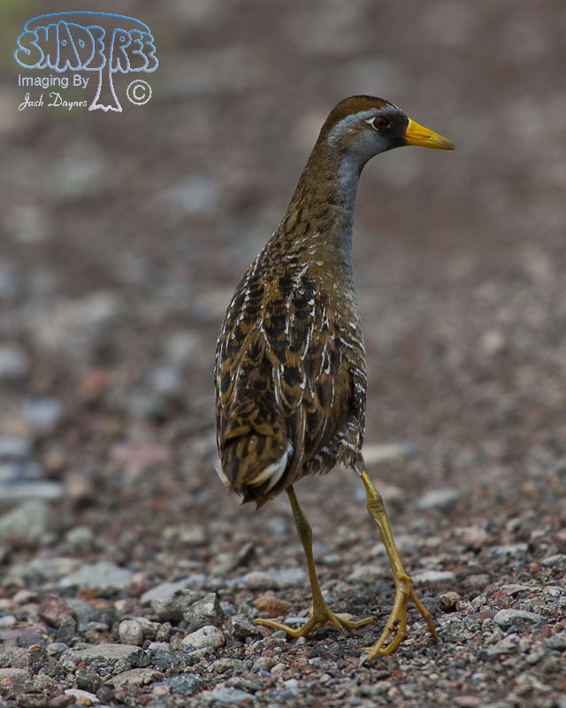 Sora - Porzana carolina