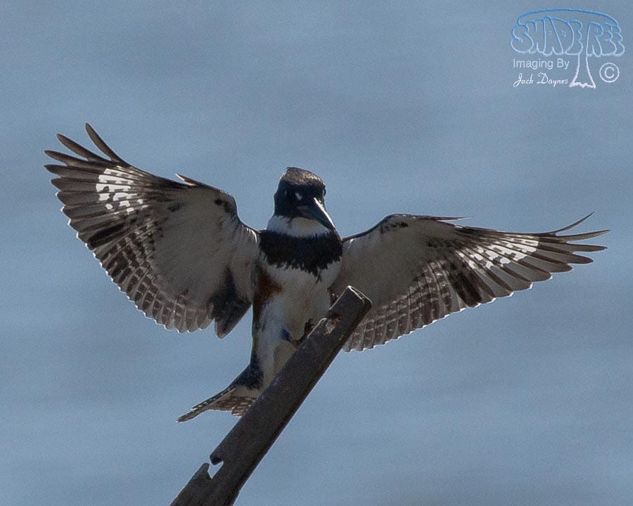 Belted Kingfisher - Ceryle alcyon