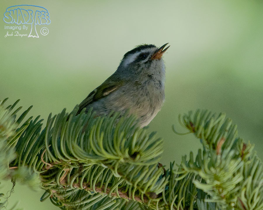 Golden-Crowned Kinglet - Regulus satrapa