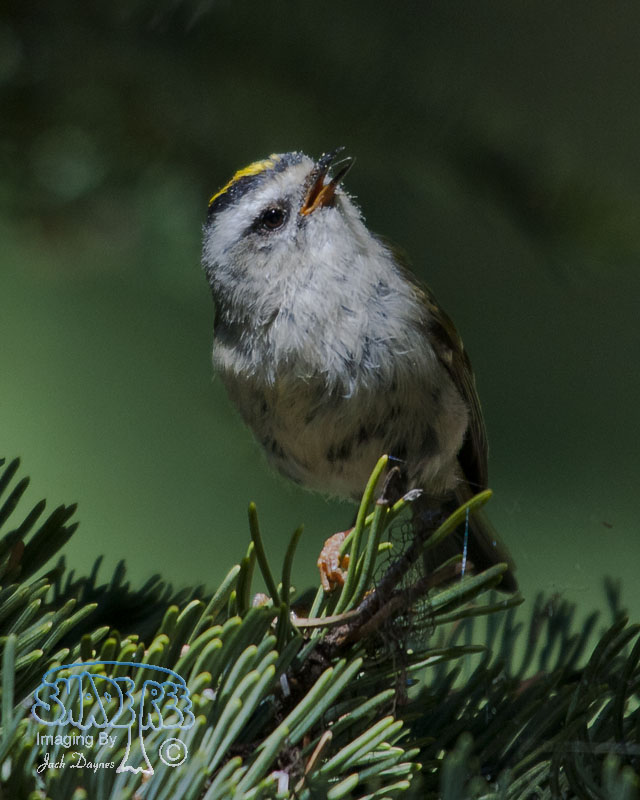 Golden-Crowned Kinglet - Regulus satrapa