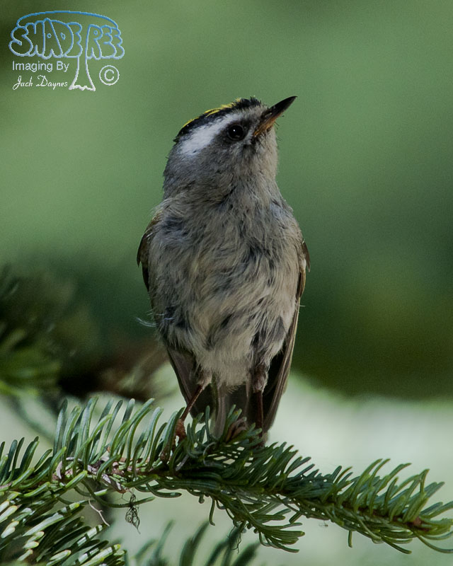 Golden-Crowned Kinglet - Regulus satrapa