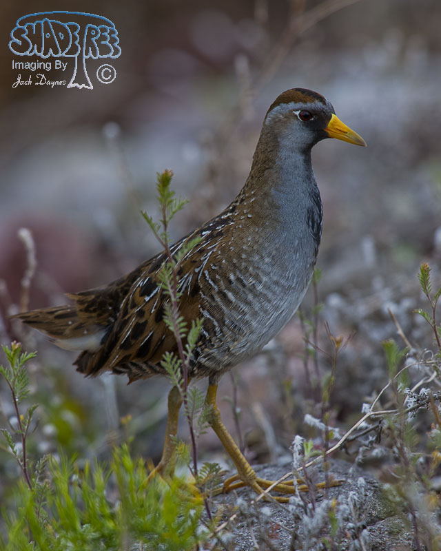 Sora - Porzana carolina