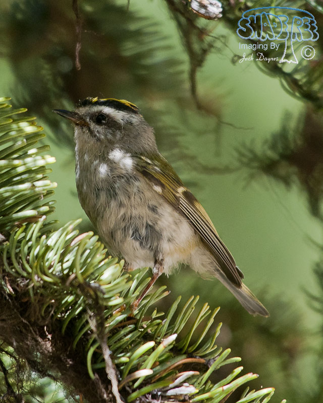 Golden-Crowned Kinglet - Regulus satrapa
