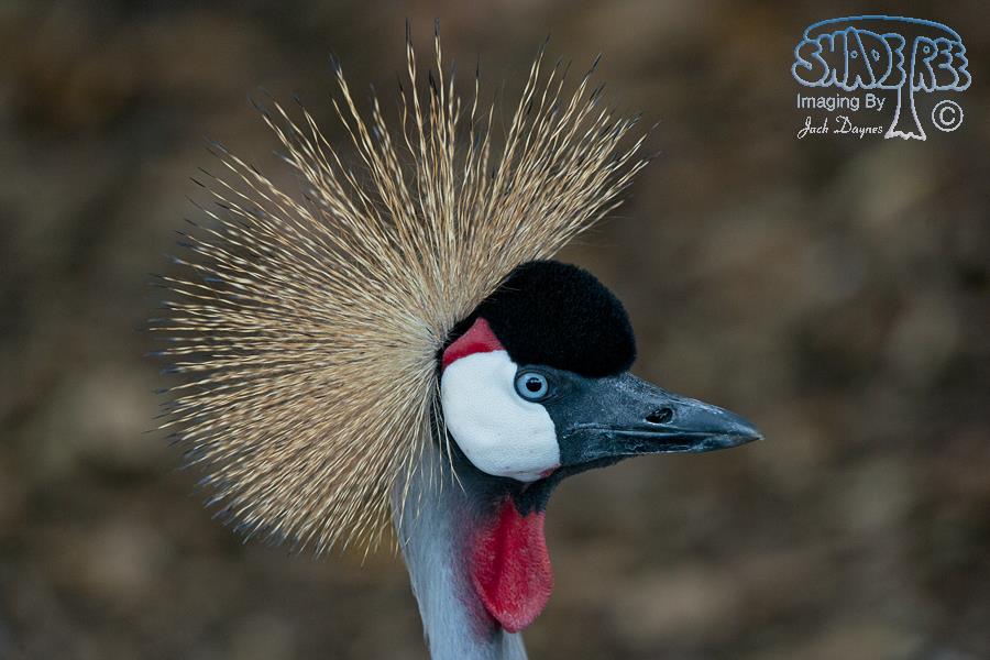 Grey Crowned Crane - Balearica regulorum