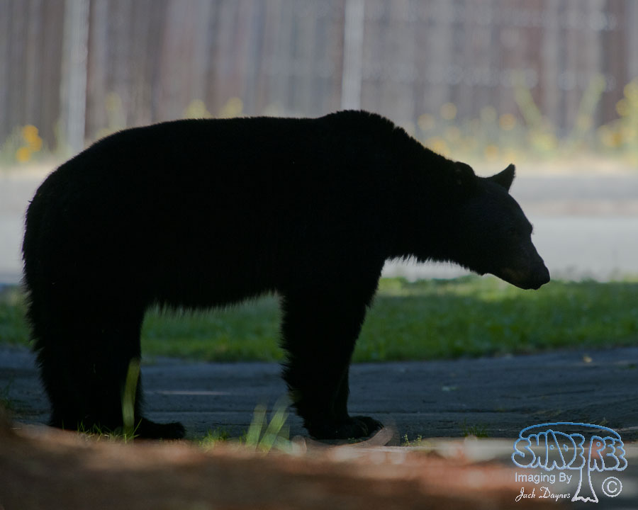 American Black Bear - Ursus americanus