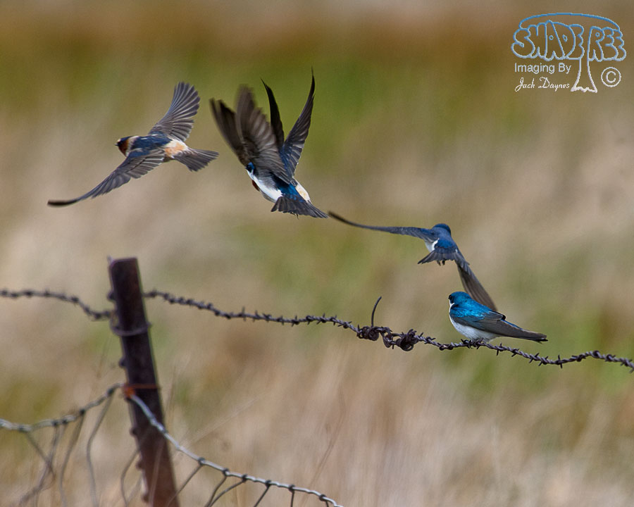 Cliff and Barn Swallows - multiple