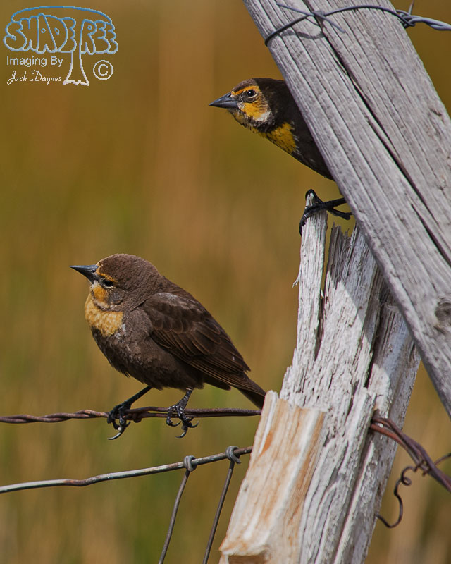 Yellow-Headed Blackbird - Xanthocephalus xanthocephalus