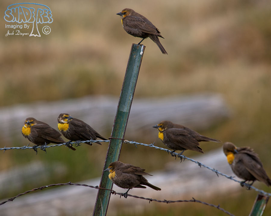 Yellow-Headed Blackbird - Xanthocephalus xanthocephalus