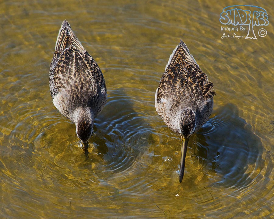 Short-Billed Dowitcher - Limnodromus griseus