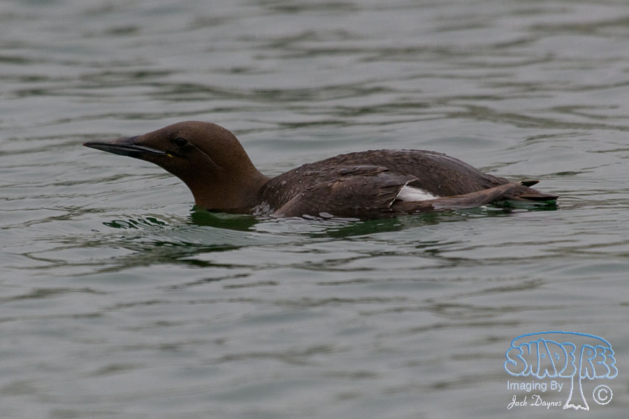 Common Murre - Uria aalge