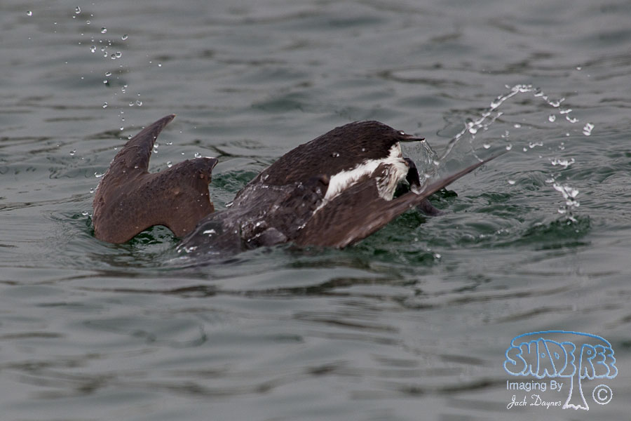 Common Murre - Uria aalge