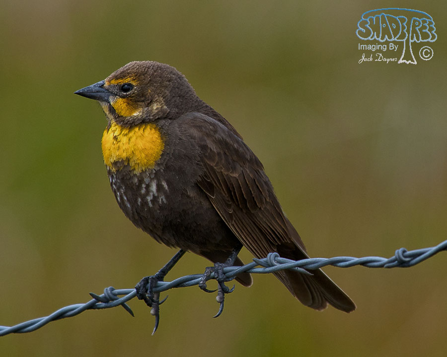 Yellow-Headed Blackbird - Xanthocephalus xanthocephalus