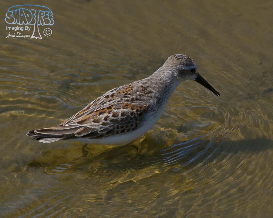 Western Sandpiper - Calidris mauri