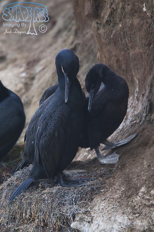 Brandt's Cormorant - Phalacrocorax penicillatus