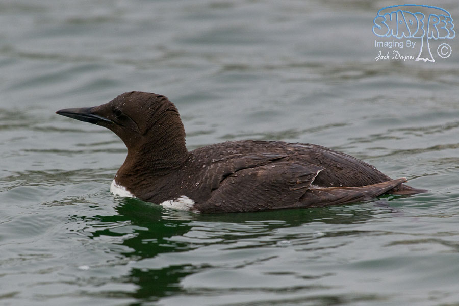 Common Murre - Uria aalge