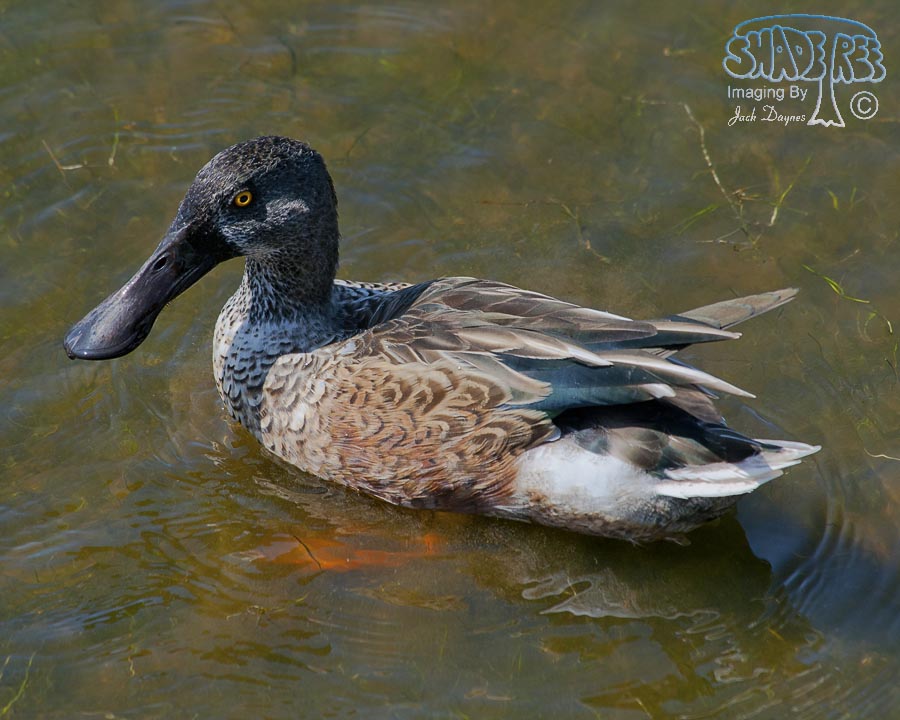 Northern Shoveler - Spatula clypeata