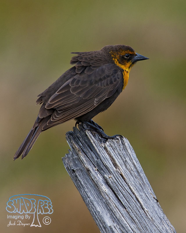 Yellow-Headed Blackbird - Xanthocephalus xanthocephalus