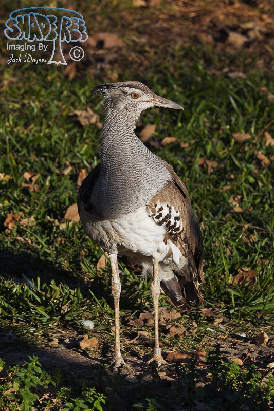 Kori Bustard - Ardeotis kori