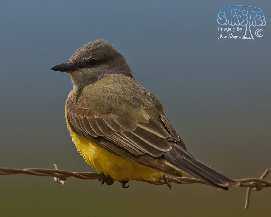 Western Kingbird - Tyrannus verticalis