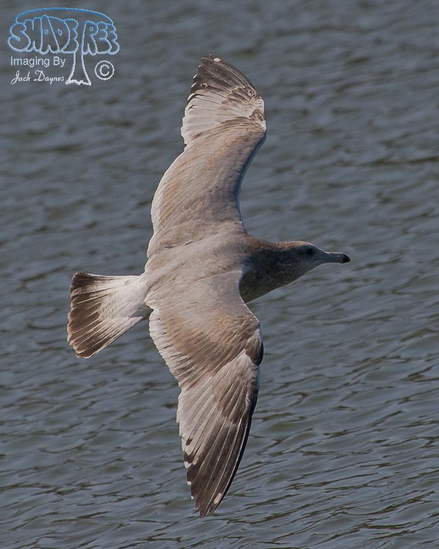 Western Gull - Larus occidentalis