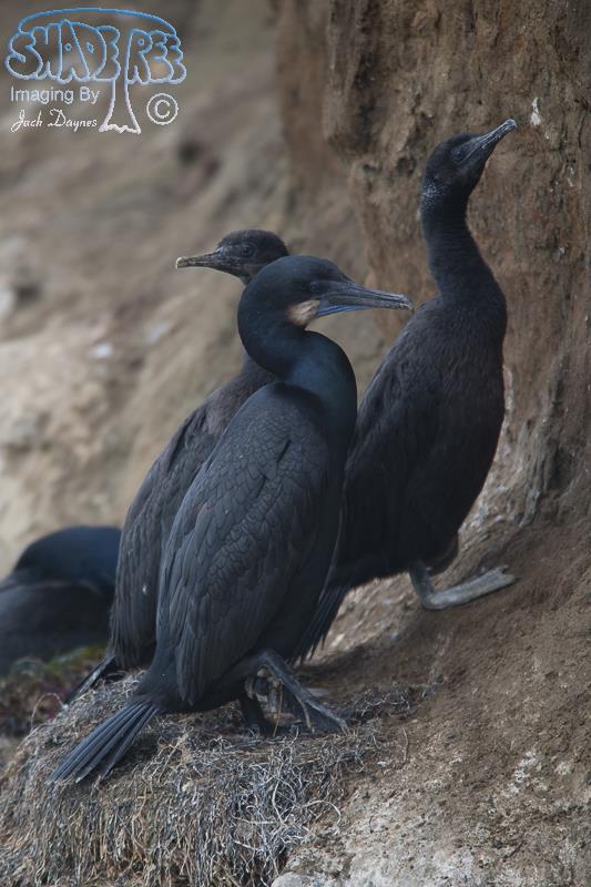 Brandt's Cormorant - Phalacrocorax penicillatus